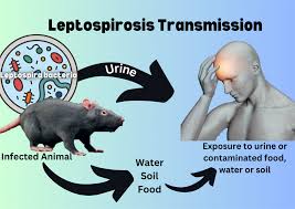 Wade through stagnant water, be careful! Leptospirosis, risk of jaundice