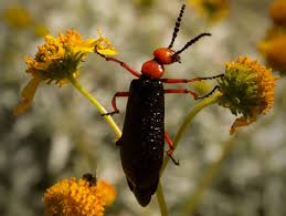 If you see a blister beetle, don’t touch it! You may get poisoned!